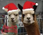 merry-christmas-alpacas-compress